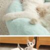 Warm And Thick Cat Bed