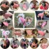 Dog Clothes Dogs Sweater Soft Puppies Clothing Winter Puppy Sweaters Warm Outfit for Dogs Small XXS XS Cat Apparel (Pink, XS)