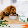 Gut + Immunity Supplement for Dogs & Cats
