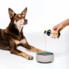 Mega Oil for Dogs & Cats
