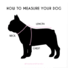 Strawberry Milk - Harness