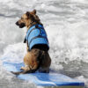 Adjustable Dog Life Jacket with Rescue Handle Sport Safety Rescue Vest Dog Clothes  Puppy Float Swimming Suit for All Pet Dogs