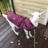 Winter Dog Jacket With Harness