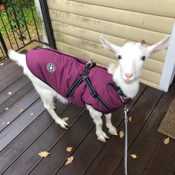 Winter Dog Jacket With Harness