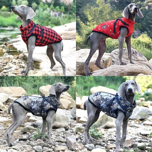 Winter Dog Jacket With Harness